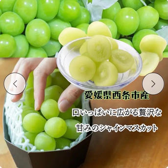 シャインマスカット家用2kg3から5房愛媛県西条市産 ご家庭用 ｜ 果物