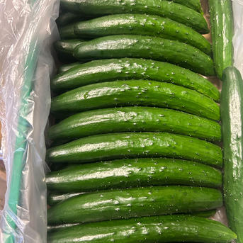 新鮮朝どれきゅうり B品20本 ｜ 野菜/きゅうり 産直アウル 農家・漁師