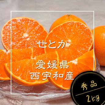 choco.and.love　完熟ポンカン8kg+秀品せとか4kgぐるりん 広がる香りに、ただ酔いしれる】完熟ハウスせとか《秀品 2kg》｜愛媛