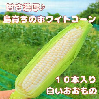 島育ちのホワイトコーン（白いおおもの）　１０本入り　発送日７月３日（土） 一箱１０本入り 野菜/とうもろこし通販