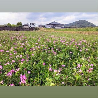 ヒノヒカリ白米10k　肥料農薬不使用で還元力がある天然塩を使用した栽培の米 10k 米・穀物/米/精米通販