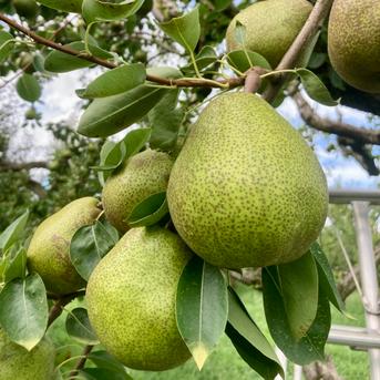 青森県 南部地方産 硬い洋梨(ラ,フランス)大きい順に総重量24kgバラ詰め① 青森県 南部地方産 硬い洋梨(ラ,フランス)大きい順に総重量24kgバラ