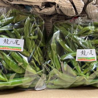 送料込み【9月上旬頃発送】収穫当日出荷 青唐辛子「龍の尾」500g 栽培