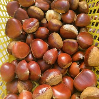 栗ポロタンの販売再開いたします。栗「ポロタン」購入者はこちらへお願いいたします。 栗ポロタンの販売再開いたします。栗「ポロタン」購入者はこちらへ