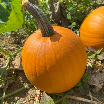 ハロウィン　かぼちゃ　観賞用　ランダム３個セット 10キログラム 野菜/かぼちゃ通販