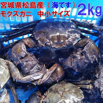活モクズガニ 小中サイズ2kg(目安 20-40杯) ツガニ つがに 宮城県松島