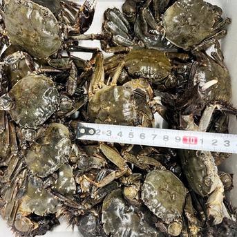 🧊急速冷凍モクズガニ🦀８kg小中サイズ8kg(目安 80-160杯) ツガニ つがに 宮城県松島産  他に大サイズも出品中 もくずがに 蟹汁🦀🔥カニ 중화융오게 中华绒螯蟹 モクズガニ小中8kg 魚介類/カニ通販