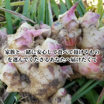 新生姜 4kg 農薬肥料不使用 露地 熊本県産 自然栽培 期間限定価格 新生姜 4kg 農薬栽培期間中不使用・無肥料 熊本県産 露地 | 野菜