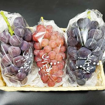 ぶどうセット】岡山県産種なしサニードルチェ、ニューピオーネ（約1.5