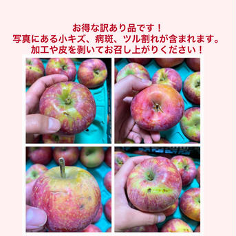 グラニースミス訳あり5キロ箱！ 4キロから5キロ 果物/りんご通販