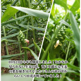囲い生姜 農薬肥料栽培期間中不使用 露地栽培 熊本県産 1kg ｜ 野菜