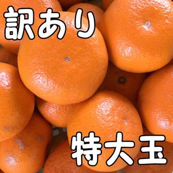 大特価の訳あり品】蜜之望 特大玉サイズ お試し商品 5kg入 ｜ 果物