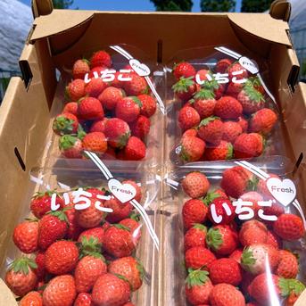コロコロちびイチゴ！規格外特価、12パック！合計3キロ以上！夏秋