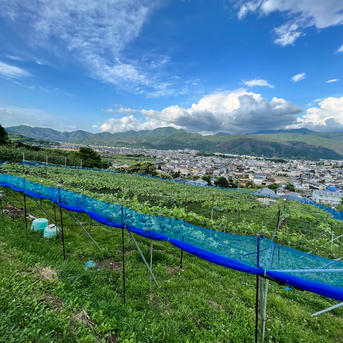 長野県松本産 ぶどう【シャインマスカット・ナガノパープル・クイーン