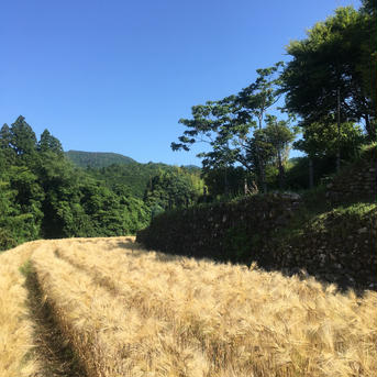 【三重県 熊野産】無農薬栽培　天日干し　六条麦茶 (150g×2個＋300g1個セット) お茶/その他のお茶通販