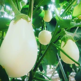香川の伝統野菜『三豊なす』入り！とろける茄子＆オクラのセット 緑角オクラ400g とろーり旨なす1個　三豊なす1個 野菜/野菜セット・詰め合わせ通販