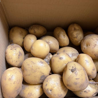 ながさき黄金 | 野菜/じゃがいも 産直アウル 農家から直接野菜などの