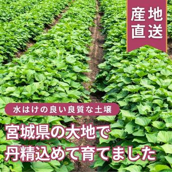 熟成芋】紅はるか お得な10kg（土付き） ｜ 野菜/さつまいも 産直