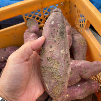 【訳あり】【農薬・化学肥料不使用】べにあずま🍠たっぷり5kg（箱込） 箱込5kg 野菜/さつまいも通販