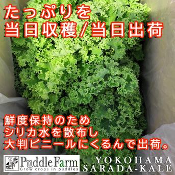 【送料込】水耕サラダケール（カーリーケール/カリーノケール）600g　【11月～翌5月末迄】 600ｇ 野菜/その他野菜通販