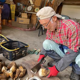 2026年産】旬の天然タケノコ3kg（富山県氷見産）栽培期間中、農薬
