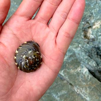 【受賞感謝価格】新物幻の貝！九十九里名産 釜茹でながらみ２KG ながらみ2P(約2KG) 魚介類/その他魚介通販