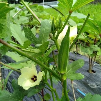 無農薬野菜ボックス 6~7種類 野菜/野菜セット・詰め合わせ通販