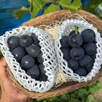 お試し価格5箱限定小房ナガノパープル約1.0kg2から3房 愛媛県西条市産