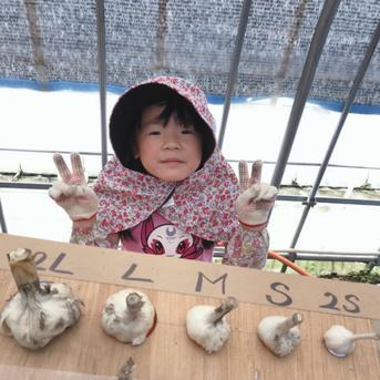 【テレビで紹介】市場に出回らない「半」生にんにく15玉（青森県十和田市産白玉王） 青森にんにく白玉王（半生）15玉 野菜/にんにく通販