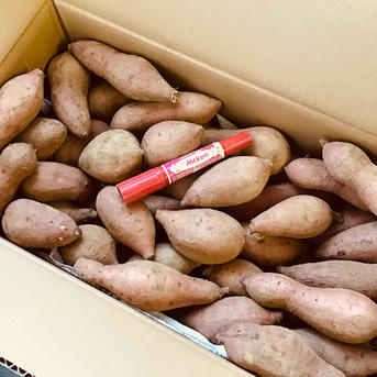 さつまいも種子島産安納芋 Sサイズ9kg ｜ 野菜/さつまいも 産直アウル