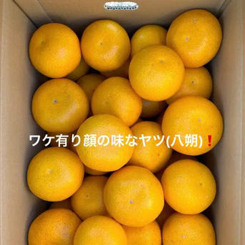 ワケアリ顔の味なヤツ！八朔Ｌ&Ｍサイズ混載15kg 15kg 果物/オレンジ・その他みかん通販