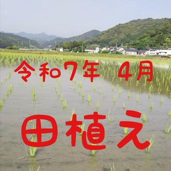 高知県産 令和7年産 新米 コシヒカリ玄米20㎏(袋込み) ｜ 米・穀物/米 