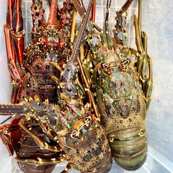特大青伊勢エビ 1匹 770g ｜ 魚介類/エビ 産直アウル 農家・漁師など