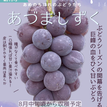 朝穫れ新鮮】あづましずく約1kgご家庭用 ｜ 果物/ぶどう 産直アウル