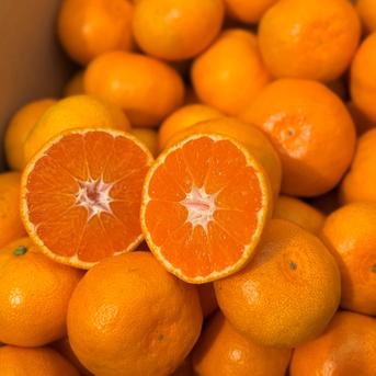 むいたら最後、止まらない】甘味×酸味が絶妙！ 福みかん《ご家庭用 5kg