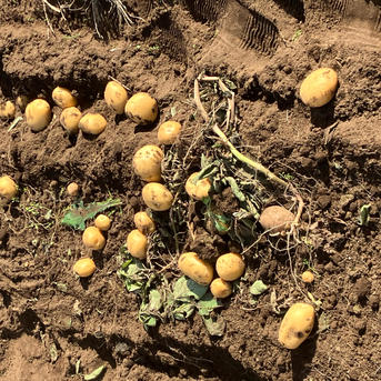 ながさき黄金 | 野菜/じゃがいも 産直アウル 農家から直接野菜などの