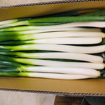 深谷ネギ規格外(剥き）サイズ色々で特価！！ 5ｋｇ 野菜/ねぎ通販