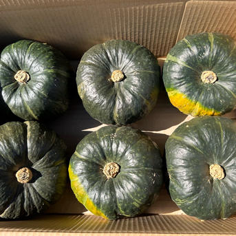 北海道発、坊ちゃん…育ちすぎておとっつぁんかぼちゃ🎃6玉セット