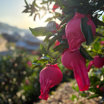 愛媛県西予市明浜町産 せとか 約5kg（サイズ混合）産地直送｜とりこ