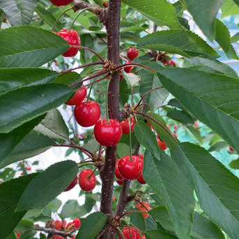 贈答用】山形県産紅秀峰1kg、2L以上 ｜ 果物/さくらんぼ 産直アウル