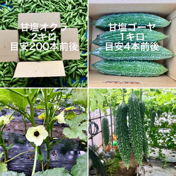 【鹿児島産】甘塩オクラ2キロ・甘塩ゴーヤ1キロ^_^ 箱込み3キロ前後 野菜/野菜セット・詰め合わせ通販