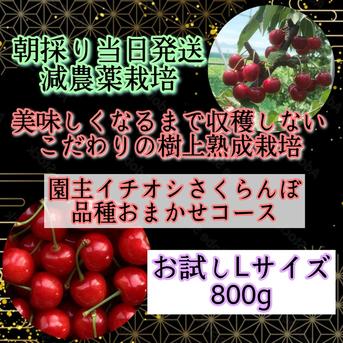 *朝採り当日発送*こだわりの樹上熟成栽培さくらんぼ《園主イチオシさくらんぼをお届け‼》 品種おまかせお試しL 800g 果物/さくらんぼ通販