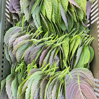 無農薬えごまの葉エゴマの葉800枚 800枚 野菜/葉物通販