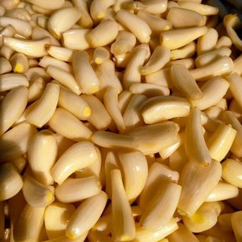 【鳥取県産】らっきょう 洗いらっきょう 鳥取 砂丘らっきょう らっきょ 3kg 3kg 野菜/その他野菜通販