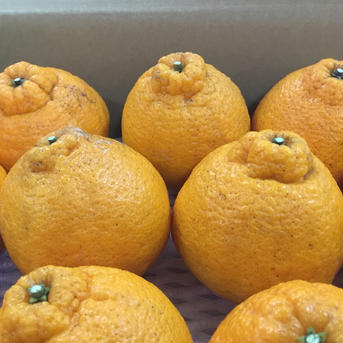 有機栽培の不知火 3kg 果物/オレンジ・その他みかん通販