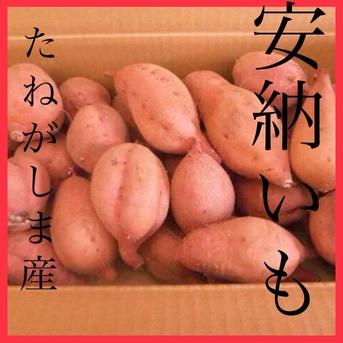 さつまいもの王道 種子島産安納芋 MSサイズ4.5kg | 野菜/さつまいも