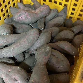 【訳あり】紅はるか１０ｋｇ　栽培期間中農薬不使用 【訳あり】紅はるか１０ｋｇ 野菜/さつまいも通販