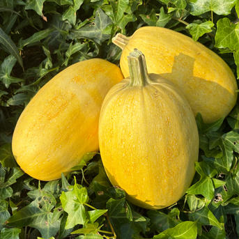 見た目も楽しめる！かぼちゃ詰め合わせセット3種＊固定種＊4.8kg