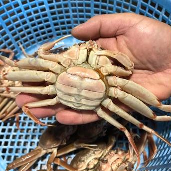 訳あり　生セコガニ　約1キロ入り 約1キロ入り（5〜9尾） 魚介類/カニ通販