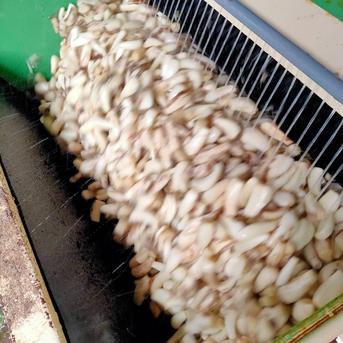 【鳥取県産】らっきょう 洗いらっきょう 鳥取 砂丘らっきょう らっきょ 3kg 3kg 野菜/その他野菜通販